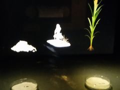 -上海崧泽遗址博物馆