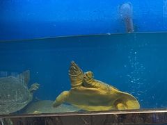 -阿湾楼·温州海鲜·江浙菜(京江路店)