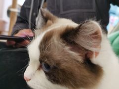 -猫域·湾主题猫咖·宠物吧(南坪城市广场店)
