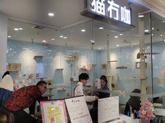 -猫冇咖·家门口的撸猫馆(大融城店)