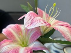 -船歌·鱼水饺青岛菜(枫蓝国际购物中心店)