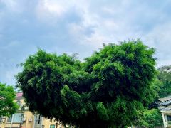 -鼎香皇高佬苏裹蒸粽