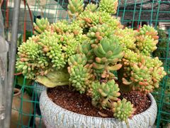 -金陵花卉交易市场