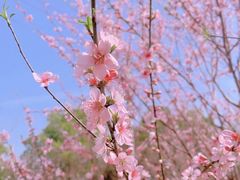 -后襄河公园
