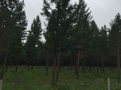 -塞罕坝国家级自然保护区