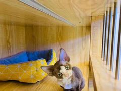 -山宅一喵德文卷毛猫舍