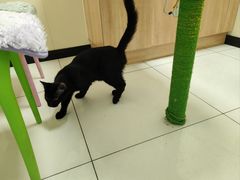 -纳吉亚猫专科动物医院博雅分院