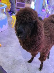 点击看大图 -神奇动物撸宠馆·羊驼·小浣熊·异宠(豫园店)