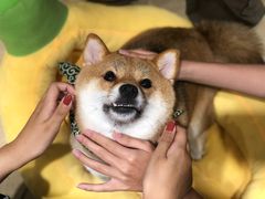 -逗柴咖啡屋·狗咖猫咖宠物桌游