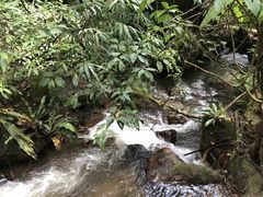 -莫里热带雨林景区