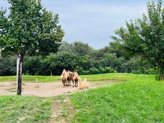 -北京野生动物园