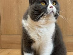 -是阿柴呀！柴犬咖啡·爱喵喵猫咖