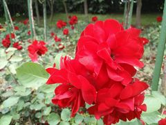 -上海鲜花港