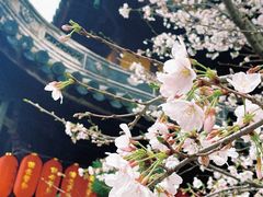 -龙华寺