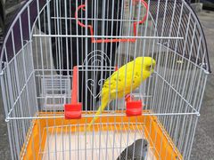 -青石桥花鸟鱼虫市场(叠翠城店)