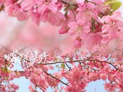 -天适樱花悠乐园