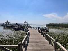 -哈素海