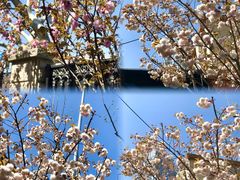 -樱苑(四川北路店)