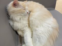 -藏猫猫咖啡主题馆(中央大道店)