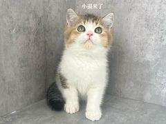 -小猫来了·猫舍(红山六九七九店)