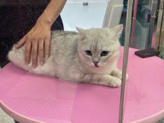 -FAELING PETS美天灵宠物(合生汇店)
