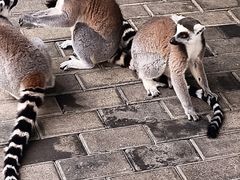 -常州淹城野生动物世界