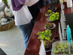 -马陆小张葡萄园农家乐