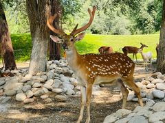 -北京野生动物园