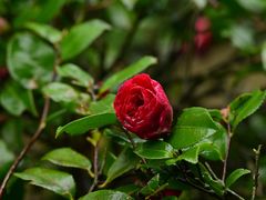 -普陀山慧济禅寺