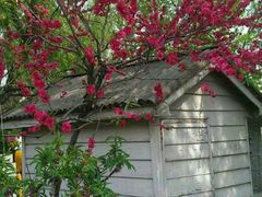 -南汇桃花村