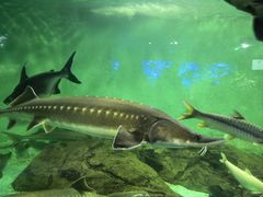 -太平洋海底世界