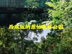 -西双版纳原始森林公园