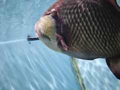 -芜湖新华联大白鲸海洋公园