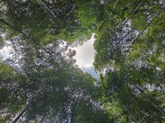 -上海佘山国家森林公园天马山园