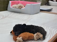 -帕帕拉兹宠物(亚洲旗舰店)