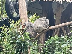 -广州长隆野生动物世界