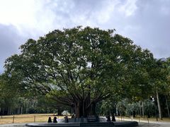 -深圳仙湖植物园