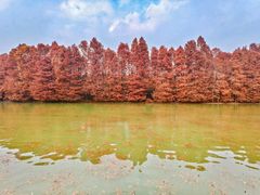 -上海海湾国家森林公园