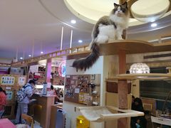 -滚猫咖啡·猫咖·猫友好撸猫(未来城店)