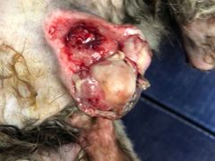 -宠爱国际动物医院· 猫科· 外科·中兽医(长白店)