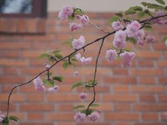 -颐和路民国时期公馆-风貌区