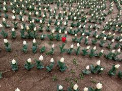 -兰陵国家农业公园