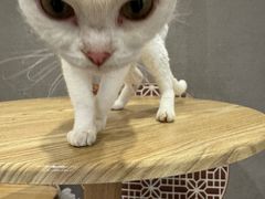-楼上猫咖(罗湖店)