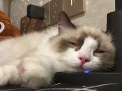 -lincat·猫舍(广州店)