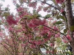 -高东镇樱花园