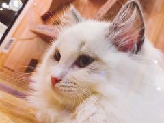 -袖虎·猫馆(体育西路店)