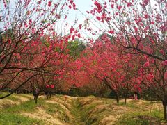 -南国桃园旅游度假区