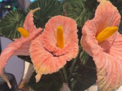 -星巴克(贵阳花果园1店)