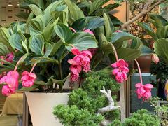 -溪岸路花鸟市场