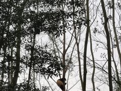 -成都大熊猫繁育研究基地